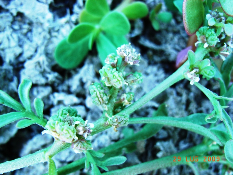 Lepidium coronopus / Lappolina gramignola